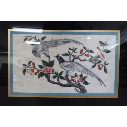 189 - Early 20thC Chinese School - six studies of exotic birds  mixed media on ricepaper  each 6