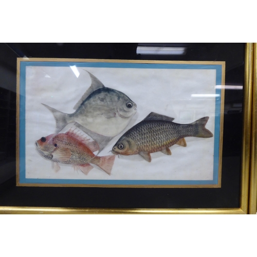 195 - Early 20thC Chinese School - two studies of fish  mixed media on ricepaper  6