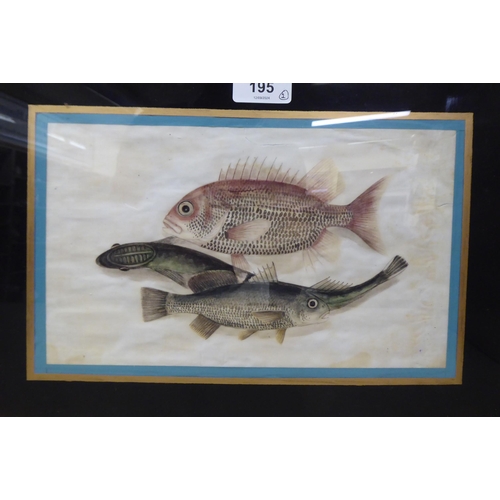 195 - Early 20thC Chinese School - two studies of fish  mixed media on ricepaper  6