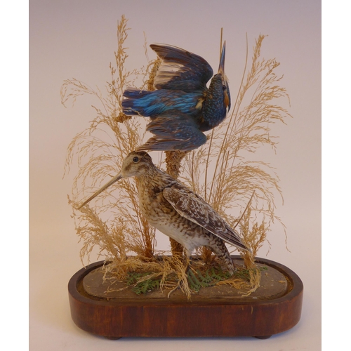 21 - Taxidermy: a kingfisher in flight and a standing snipe, in a naturalistic setting, under a glass dom... 