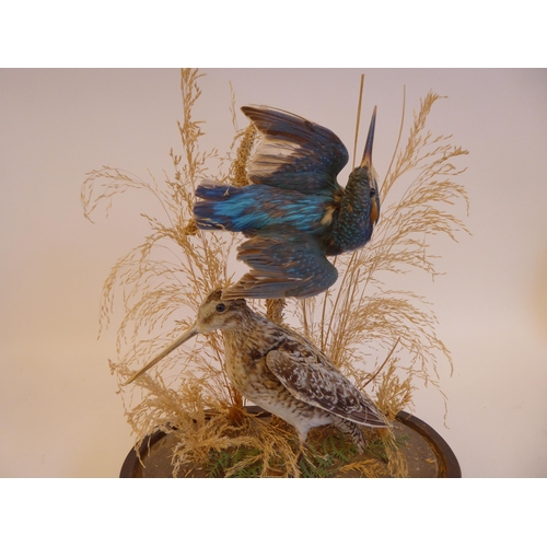 21 - Taxidermy: a kingfisher in flight and a standing snipe, in a naturalistic setting, under a glass dom... 