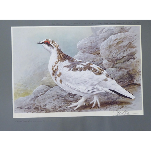 26 - After Basil Ede - four ornithological studies  coloured prints  bearing blindstamps & pencil sig... 