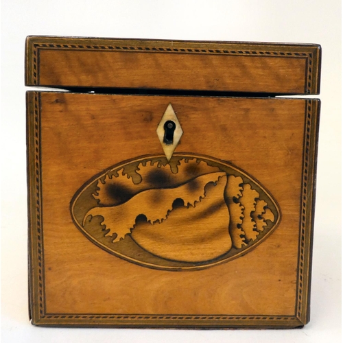 13 - A 19thC inlaid satinwood and shell marquetry tea casket with straight sides and a hinged lid  4.5