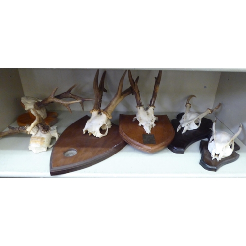 234 - Taxidermy, skulls and antlers  most mounted on shields