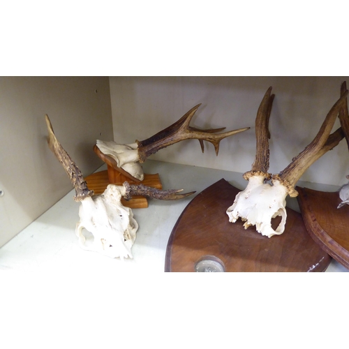 234 - Taxidermy, skulls and antlers  most mounted on shields