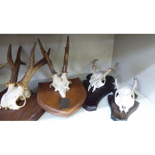 234 - Taxidermy, skulls and antlers  most mounted on shields