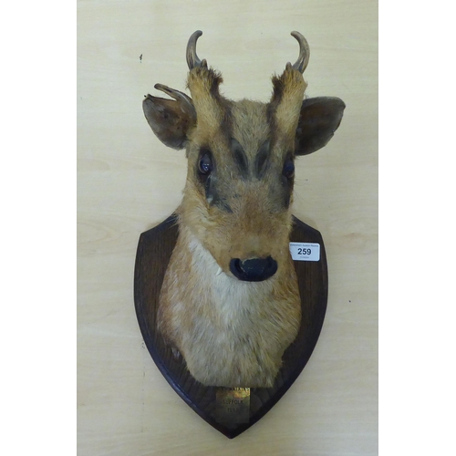 259 - Taxidermy - a Chinese water deer's head, mounted on an oak plaque  15