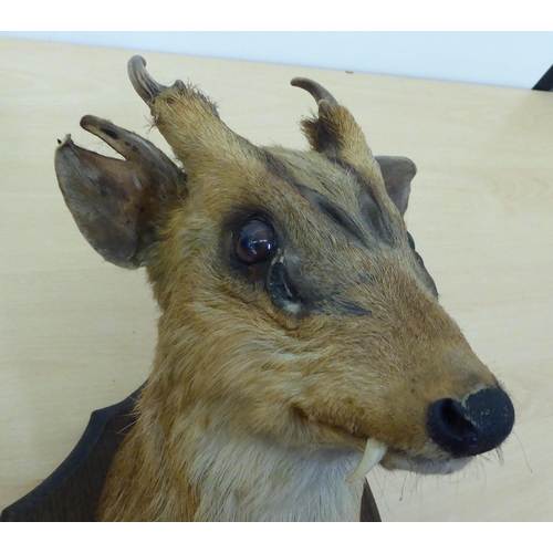 259 - Taxidermy - a Chinese water deer's head, mounted on an oak plaque  15