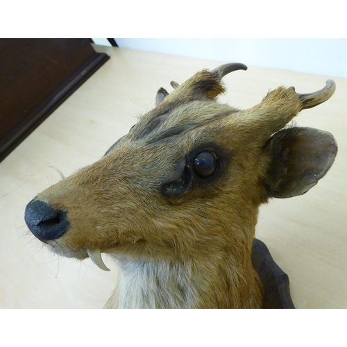 259 - Taxidermy - a Chinese water deer's head, mounted on an oak plaque  15