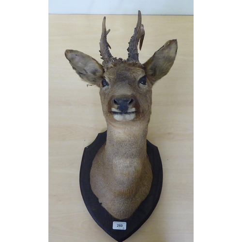 260 - Taxidermy - a Roe deer head, mounted on an oak plaque  23