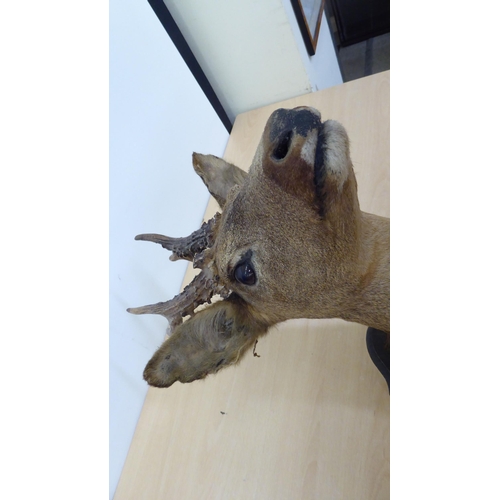 260 - Taxidermy - a Roe deer head, mounted on an oak plaque  23