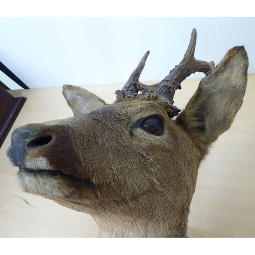 260 - Taxidermy - a Roe deer head, mounted on an oak plaque  23