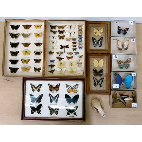 284 - Lepidopterist studies, framed and pinned: to include Pereute Callinice and Morpho Menelaus