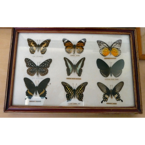 284 - Lepidopterist studies, framed and pinned: to include Pereute Callinice and Morpho Menelaus