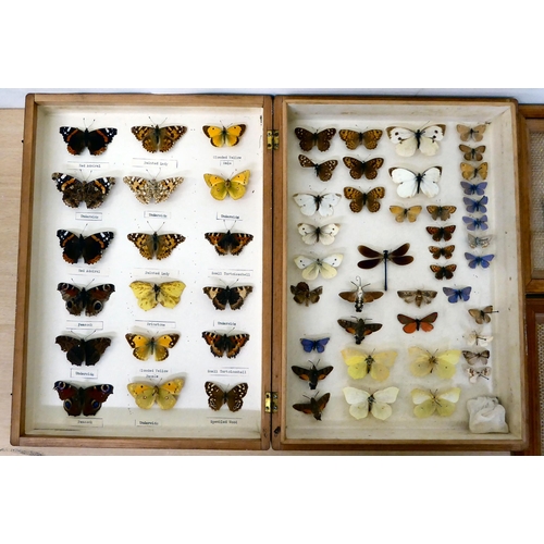 284 - Lepidopterist studies, framed and pinned: to include Pereute Callinice and Morpho Menelaus