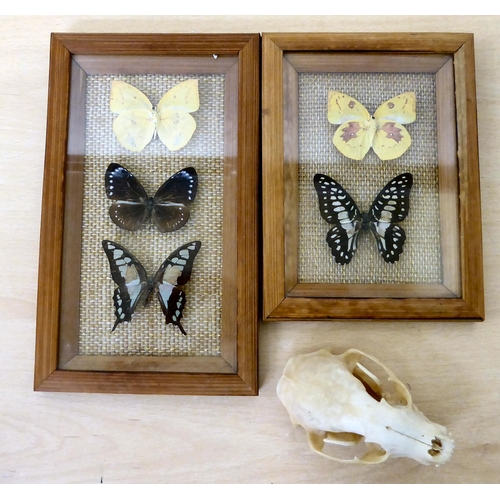 284 - Lepidopterist studies, framed and pinned: to include Pereute Callinice and Morpho Menelaus