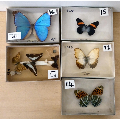 284 - Lepidopterist studies, framed and pinned: to include Pereute Callinice and Morpho Menelaus