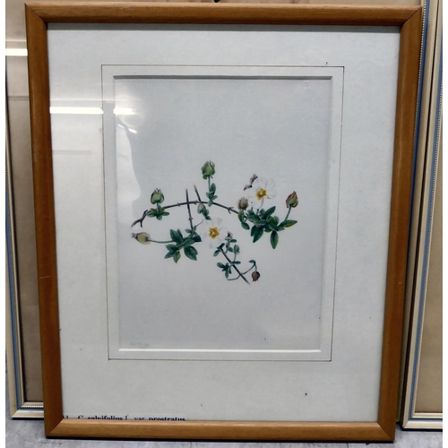 84 - Framed botanical and ornithological prints  largest 10