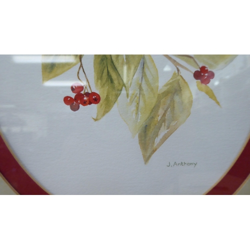 133 - J Anthony - two floral studies  watercolours  bearing signatures  8