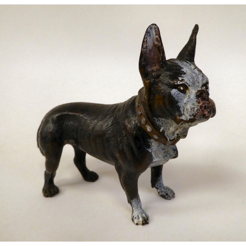 22 - A cold painted bronze model, a standing French bulldog  4