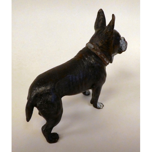 22 - A cold painted bronze model, a standing French bulldog  4