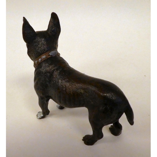 22 - A cold painted bronze model, a standing French bulldog  4