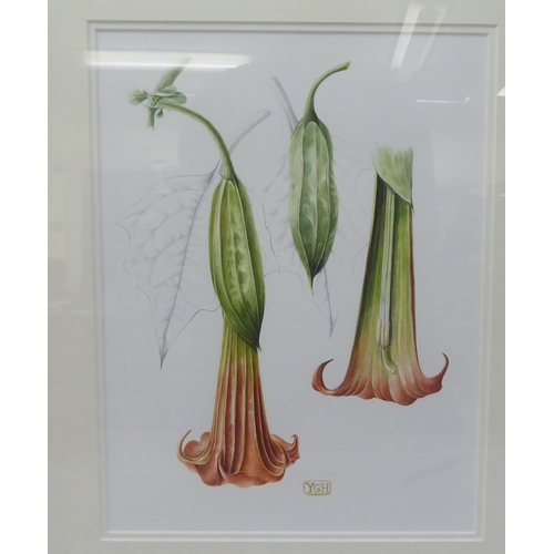 6 - Yvonne Glenister Hammond - 'Brugmansia Sanguinea'  watercolour  bears initials & a lab... 