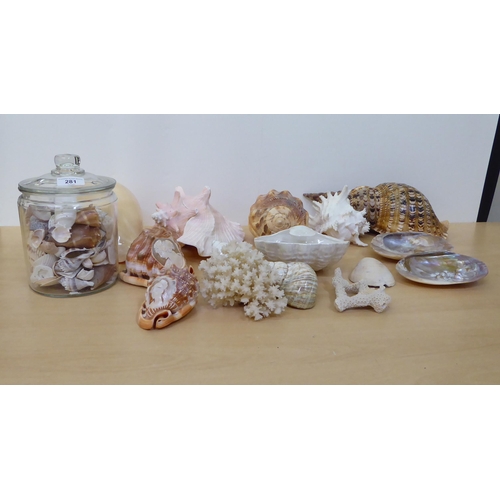 281 - A selection of shells and coral