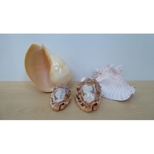 281 - A selection of shells and coral