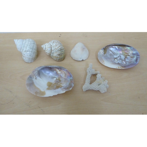 281 - A selection of shells and coral