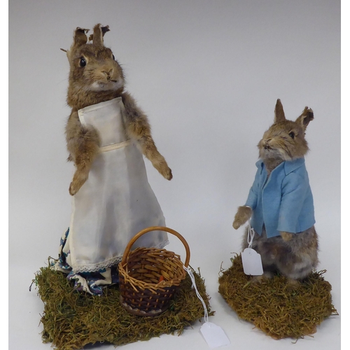 28 - Taxidermy: a representation of a Beatrix Potter rabbit, dressed as 'Mrs Rabbit'  approx. 14