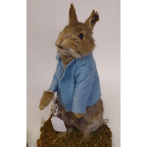 28 - Taxidermy: a representation of a Beatrix Potter rabbit, dressed as 'Mrs Rabbit'  approx. 14