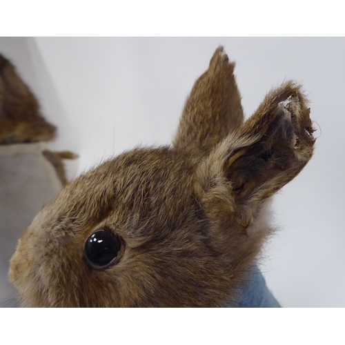 28 - Taxidermy: a representation of a Beatrix Potter rabbit, dressed as 'Mrs Rabbit'  approx. 14