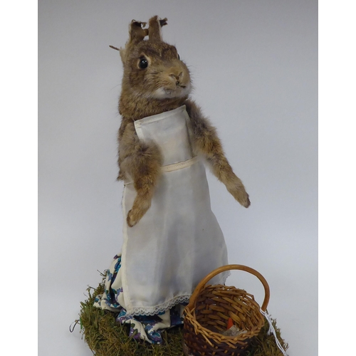 28 - Taxidermy: a representation of a Beatrix Potter rabbit, dressed as 'Mrs Rabbit'  approx. 14