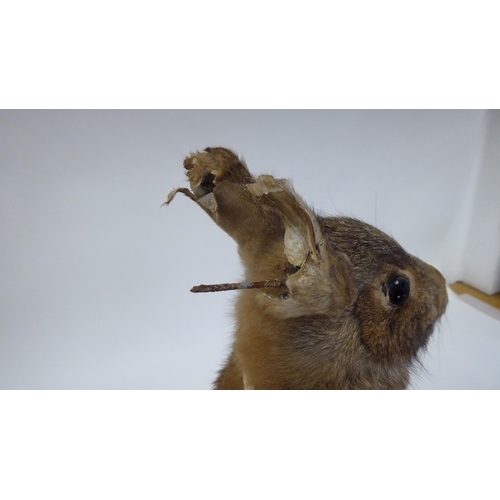 28 - Taxidermy: a representation of a Beatrix Potter rabbit, dressed as 'Mrs Rabbit'  approx. 14