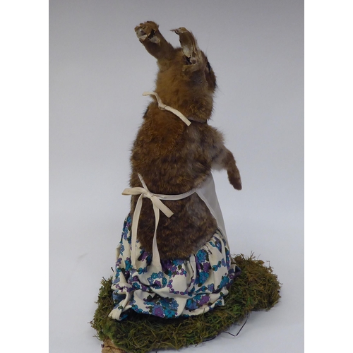 28 - Taxidermy: a representation of a Beatrix Potter rabbit, dressed as 'Mrs Rabbit'  approx. 14