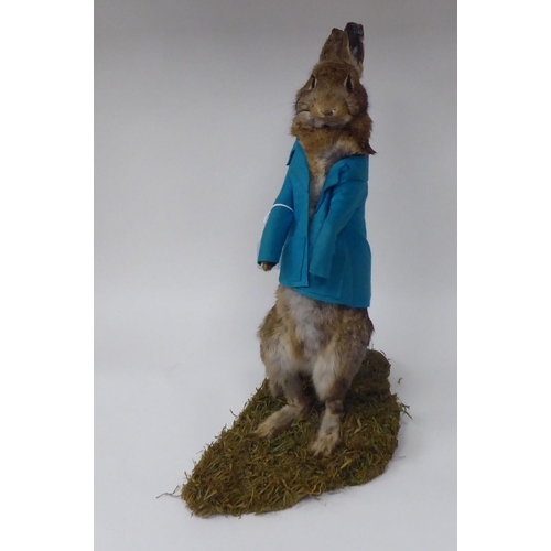 28 - Taxidermy: a representation of a Beatrix Potter rabbit, dressed as 'Mrs Rabbit'  approx. 14