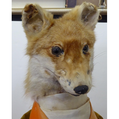 3 - Taxidermy: Beatrix Potter's 'Mr Tod' the fox  32