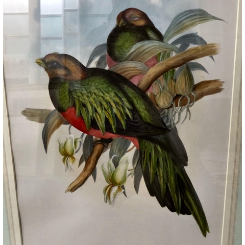 4 - Two ornithological coloured prints, viz. 'Pharomachrus Auriceps' and 'Pharomachrus Antisianus' ... 