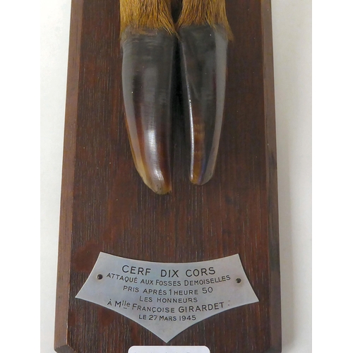 57 - A cloven hoof trophy, on an oak plaque, inscribed 'Cerf Dix Cors... Le 27 Mars 1945'