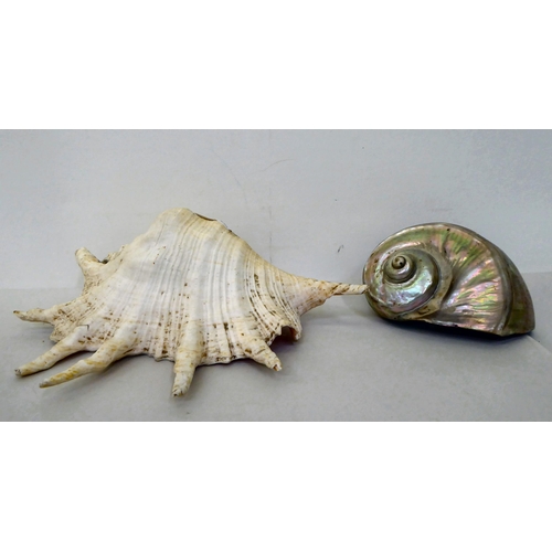 67 - Decorative seashells: to include a Bullmouth helmet