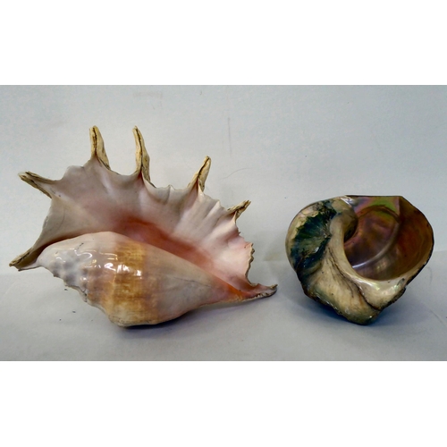 67 - Decorative seashells: to include a Bullmouth helmet