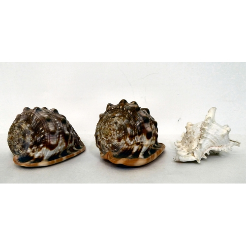 67 - Decorative seashells: to include a Bullmouth helmet