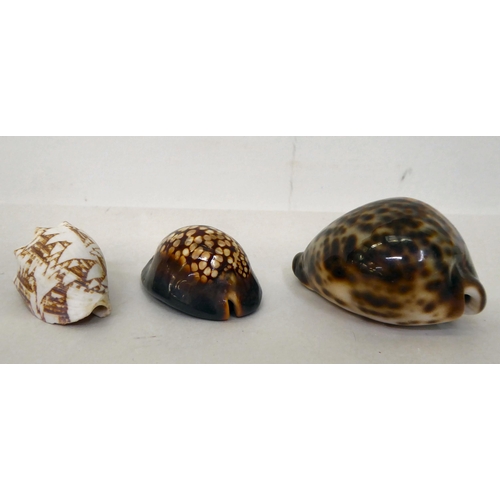 67 - Decorative seashells: to include a Bullmouth helmet