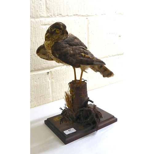 47 - Taxidermy: a Kestrel, on a naturalistic perch and plinth&nbsp; 16