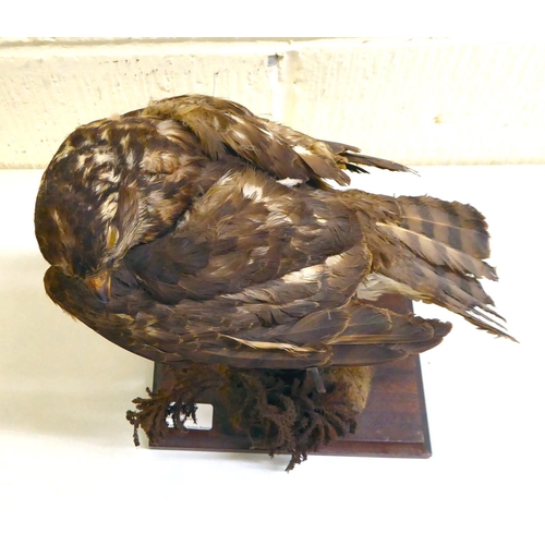 47 - Taxidermy: a Kestrel, on a naturalistic perch and plinth&nbsp; 16