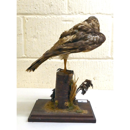 47 - Taxidermy: a Kestrel, on a naturalistic perch and plinth&nbsp; 16