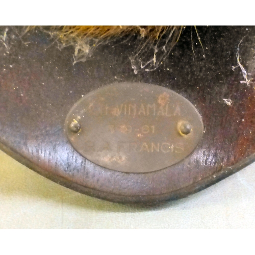 14 - Taxidermy: an Impala, on a plaque&nbsp; 26