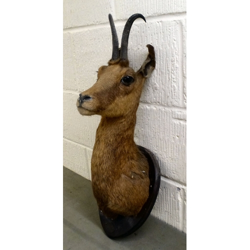 14 - Taxidermy: an Impala, on a plaque&nbsp; 26