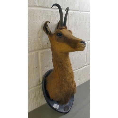 14 - Taxidermy: an Impala, on a plaque&nbsp; 26